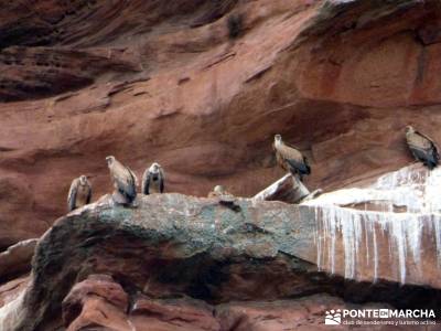 Hoces y cañones del Río Gallo- Buitres río Piedra;baston para senderismo